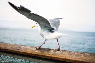 Sea Gull - On the Bay Fishing Charters